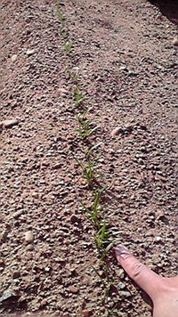 ほうれん草経過 2011/04/30 07:28:25