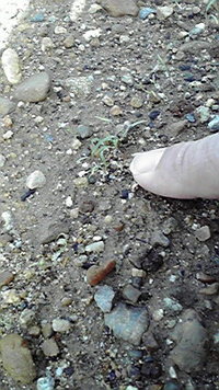全人参中最重要点 2011/05/02 07:32:22