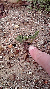 満を持して？ 2011/05/03 07:19:52