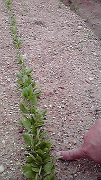 ほうれん草の本葉 2011/05/07 07:36:13