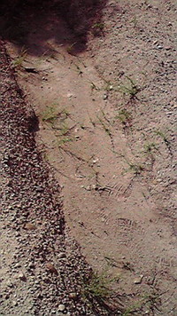 久々の菜園 2011/05/08 10:05:43