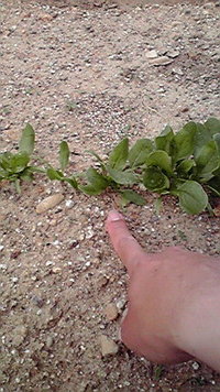 ずいぶん差が(^^; 2011/05/10 07:33:51