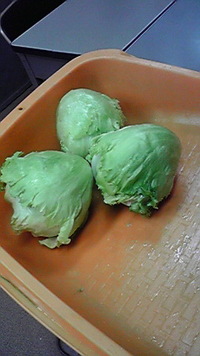 レタス！ 2011/05/12 17:24:04