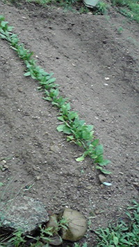 ほうれん草第２派 2011/05/24 07:36:53