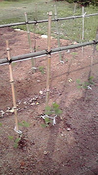 枝豆。 2011/05/26 07:26:49