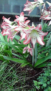 現場打ち合わせ 2011/05/28 09:54:11