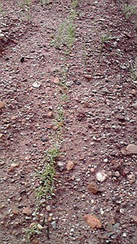 揃ったぁ(^-^ 2011/06/03 07:29:15