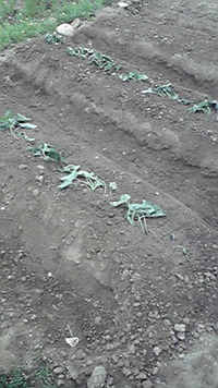 べにあずま！ 2011/06/07 07:36:25