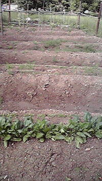 今後は？ 2011/06/09 07:39:40