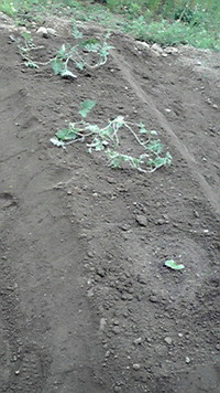 新顔です 2011/06/10 07:37:23