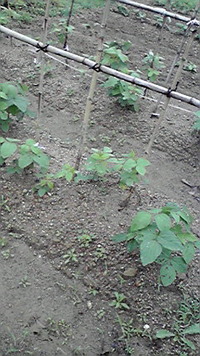 明暗？ 2011/06/17 07:36:53