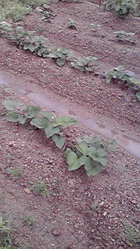 ぬぬぬ 2011/06/21 07:29:30