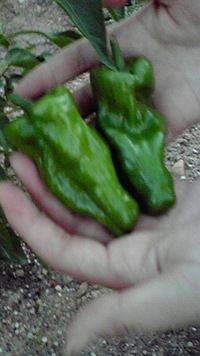 収穫(^-^ 2011/07/16 19:09:48