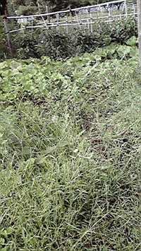 あぁー・・・ 2011/08/05 07:28:51