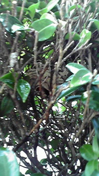 蜂の巣に注意！ 2011/07/11 08:43:09