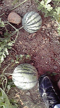 ラストチャンス 2011/08/18 08:35:16
