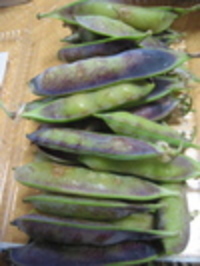 ツタンカーメンのえんどう豆ごはん 2006/03/13 13:29:00