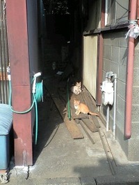 散策ついでに猫探し